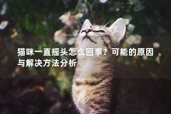 猫咪一直摇头怎么回事？可能的原因与解决方法分析