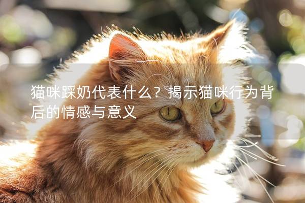 猫咪踩奶代表什么？揭示猫咪行为背后的情感与意义