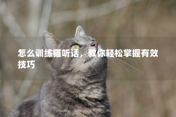 怎么训练猫听话，教你轻松掌握有效技巧