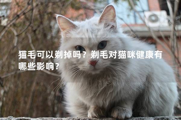 猫毛可以剃掉吗？剃毛对猫咪健康有哪些影响？