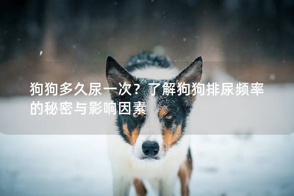 狗狗多久尿一次？了解狗狗排尿频率的秘密与影响因素