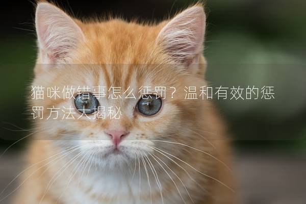 猫咪做错事怎么惩罚？温和有效的惩罚方法大揭秘