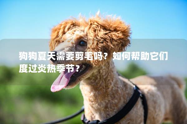 狗狗夏天需要剪毛吗？如何帮助它们度过炎热季节？