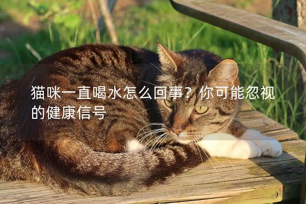 猫咪一直喝水怎么回事？你可能忽视的健康信号