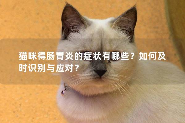 猫咪得肠胃炎的症状有哪些？如何及时识别与应对？