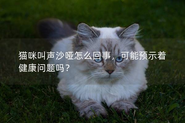 猫咪叫声沙哑怎么回事，可能预示着健康问题吗？