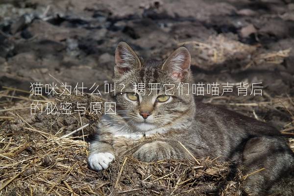 猫咪为什么叫？揭开它们喵喵声背后的秘密与原因