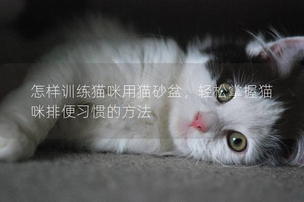 怎样训练猫咪用猫砂盆，轻松掌握猫咪排便习惯的方法