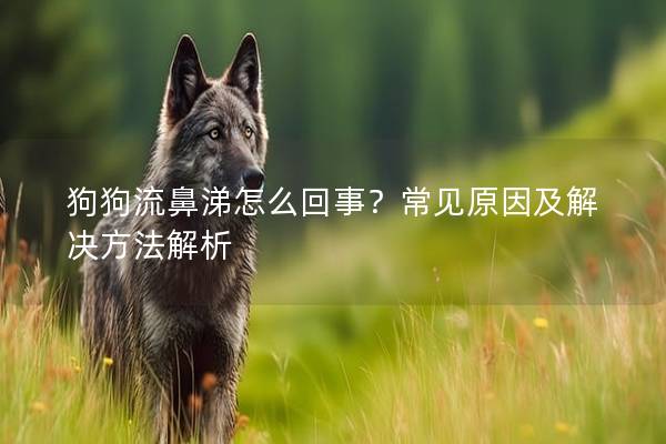 狗狗流鼻涕怎么回事？常见原因及解决方法解析