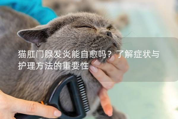 猫肛门腺发炎能自愈吗？了解症状与护理方法的重要性