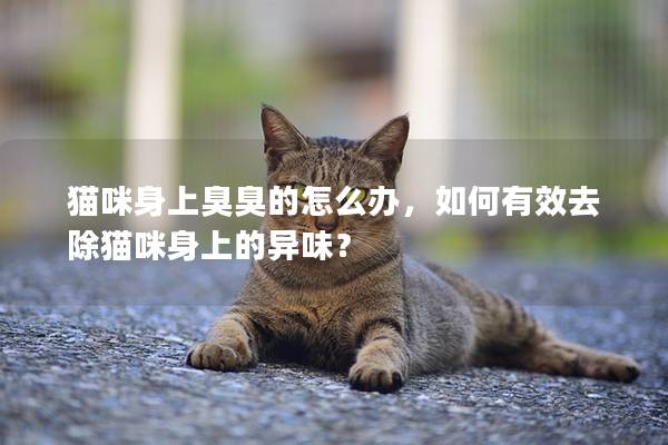 猫咪身上臭臭的怎么办，如何有效去除猫咪身上的异味？