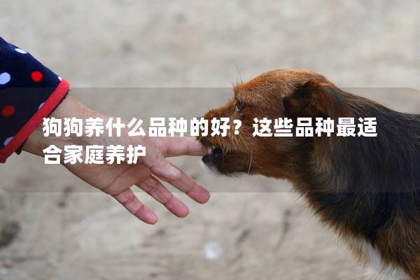 狗狗养什么品种的好？这些品种最适合家庭养护