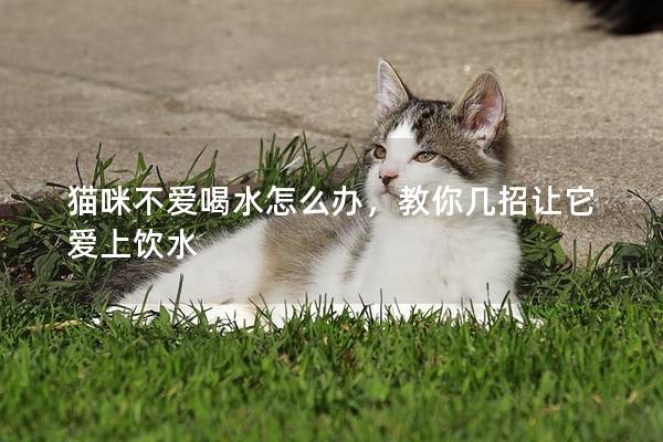 猫咪不爱喝水怎么办，教你几招让它爱上饮水