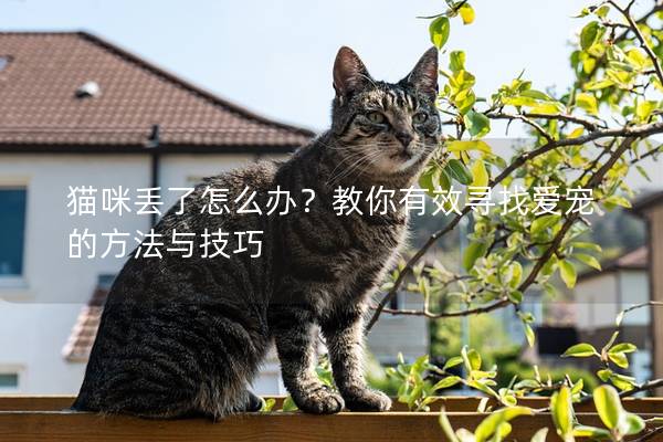 猫咪丢了怎么办？教你有效寻找爱宠的方法与技巧