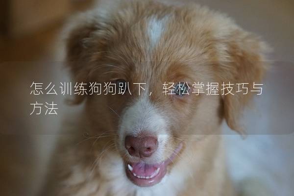 怎么训练狗狗趴下，轻松掌握技巧与方法