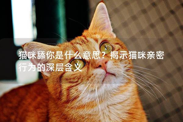 猫咪舔你是什么意思？揭示猫咪亲密行为的深层含义