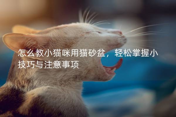 怎么教小猫咪用猫砂盆，轻松掌握小技巧与注意事项