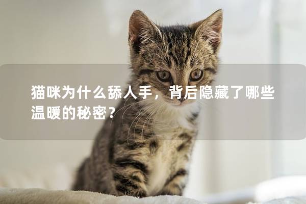 猫咪为什么舔人手，背后隐藏了哪些温暖的秘密？