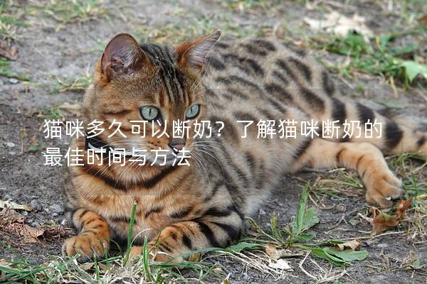 猫咪多久可以断奶？了解猫咪断奶的最佳时间与方法