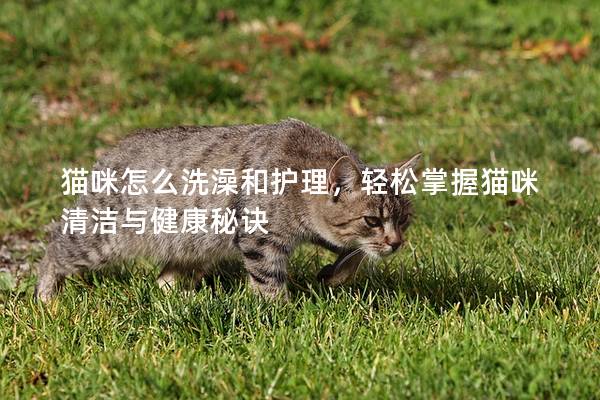 猫咪怎么洗澡和护理，轻松掌握猫咪清洁与健康秘诀