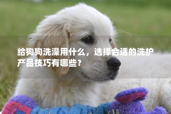 给狗狗洗澡用什么，选择合适的洗护产品技巧有哪些？