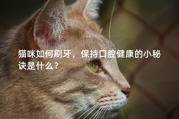 猫咪如何刷牙，保持口腔健康的小秘诀是什么？