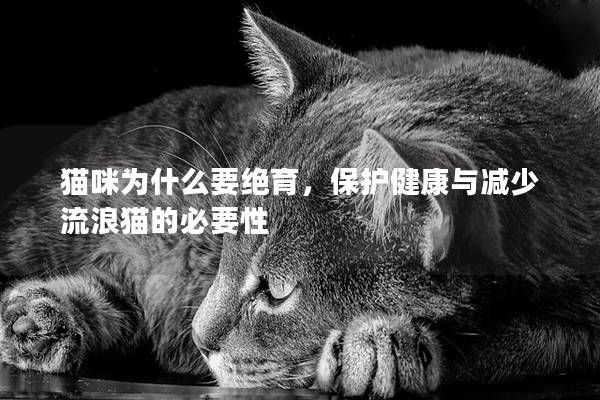 猫咪为什么要绝育，保护健康与减少流浪猫的必要性