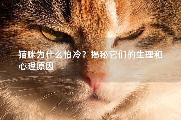 猫咪为什么怕冷？揭秘它们的生理和心理原因