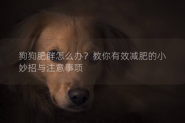 狗狗肥胖怎么办？教你有效减肥的小妙招与注意事项