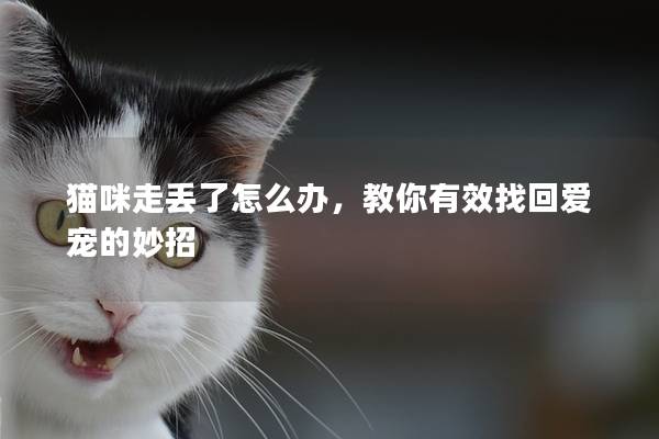 猫咪走丢了怎么办，教你有效找回爱宠的妙招