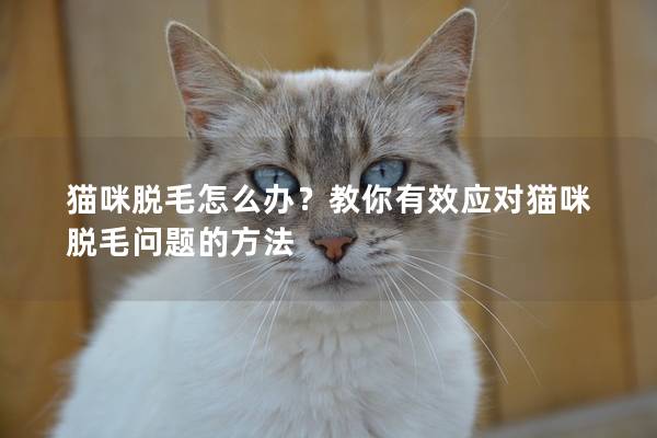 猫咪脱毛怎么办？教你有效应对猫咪脱毛问题的方法