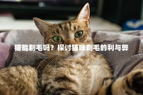 猫能剃毛吗？探讨猫咪剃毛的利与弊