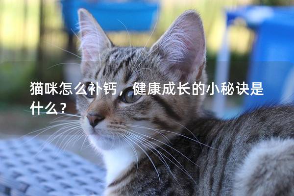 猫咪怎么补钙，健康成长的小秘诀是什么？