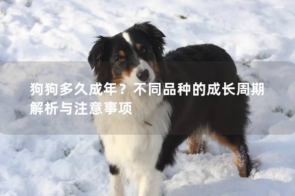 狗狗多久成年？不同品种的成长周期解析与注意事项