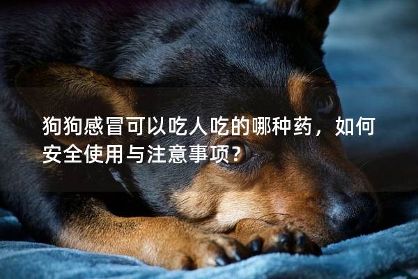 狗狗感冒可以吃人吃的哪种药，如何安全使用与注意事项？