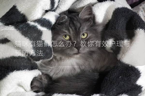 猫咪有猫藓怎么办？教你有效护理与预防方法