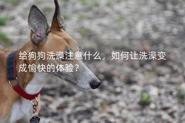 给狗狗洗澡注意什么，如何让洗澡变成愉快的体验？