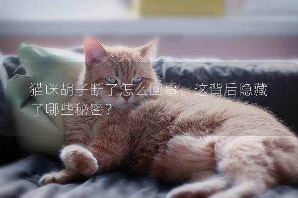 猫咪胡子断了怎么回事，这背后隐藏了哪些秘密？