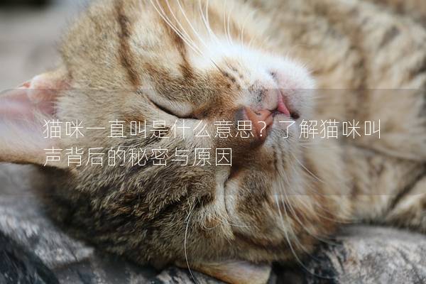 猫咪一直叫是什么意思？了解猫咪叫声背后的秘密与原因