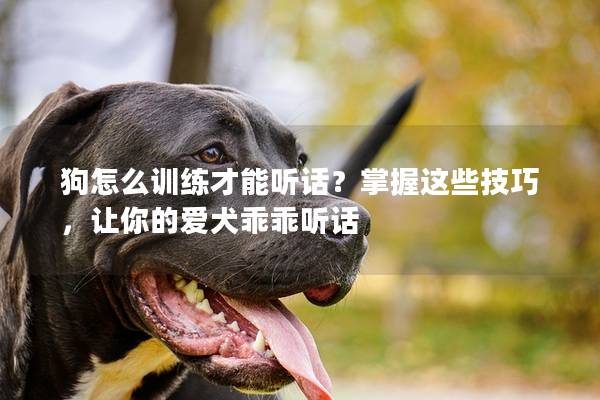 狗怎么训练才能听话？掌握这些技巧，让你的爱犬乖乖听话