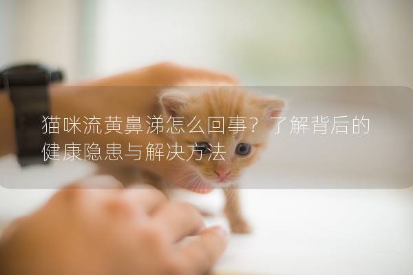 猫咪流黄鼻涕怎么回事？了解背后的健康隐患与解决方法