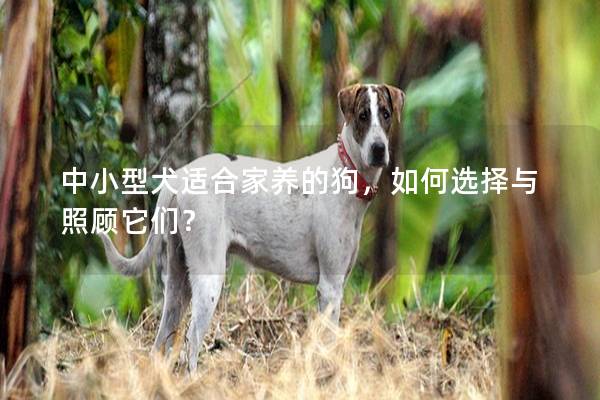 中小型犬适合家养的狗，如何选择与照顾它们？