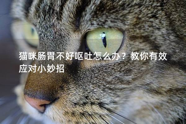 猫咪肠胃不好呕吐怎么办？教你有效应对小妙招