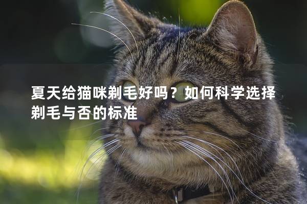 夏天给猫咪剃毛好吗？如何科学选择剃毛与否的标准