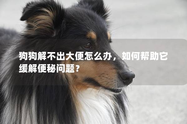 狗狗解不出大便怎么办，如何帮助它缓解便秘问题？