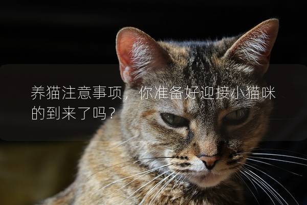 养猫注意事项，你准备好迎接小猫咪的到来了吗？