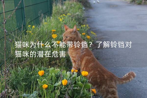 猫咪为什么不能带铃铛？了解铃铛对猫咪的潜在危害