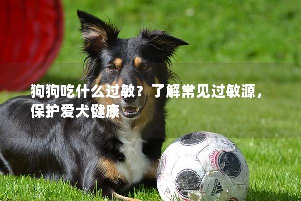 狗狗吃什么过敏？了解常见过敏源，保护爱犬健康