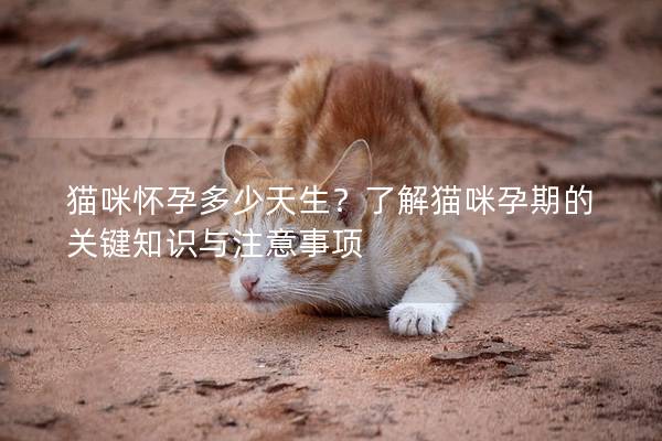 猫咪怀孕多少天生？了解猫咪孕期的关键知识与注意事项