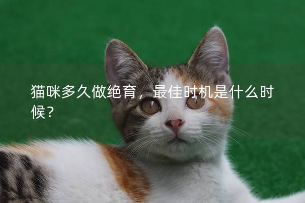 猫咪多久做绝育，最佳时机是什么时候？